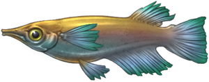 Fountain Minnow image.png