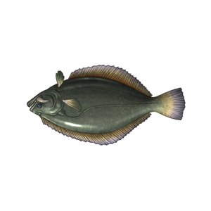 Hippo Halibut image.png